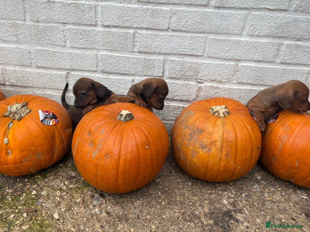Mixed Breed dogs for sale: Minature Dacshund cross jack Russell  - Image 7