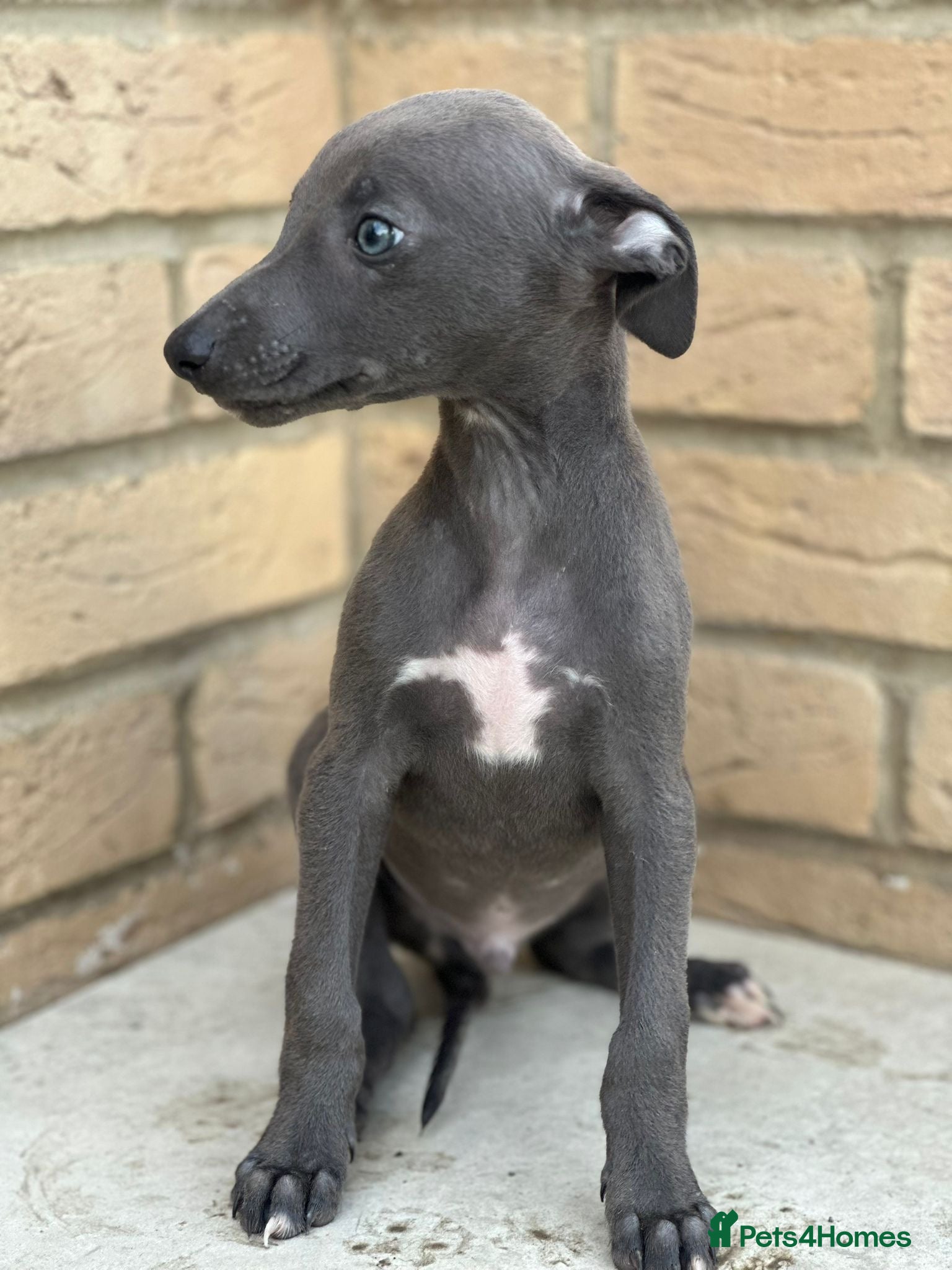 Whippet dogs for sale: Whippet pups ready now! - Advert 5