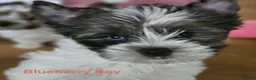 Yorkshire Terrier dogs for sale: Yorkshire terriers looking for their forever home  - Advert 2