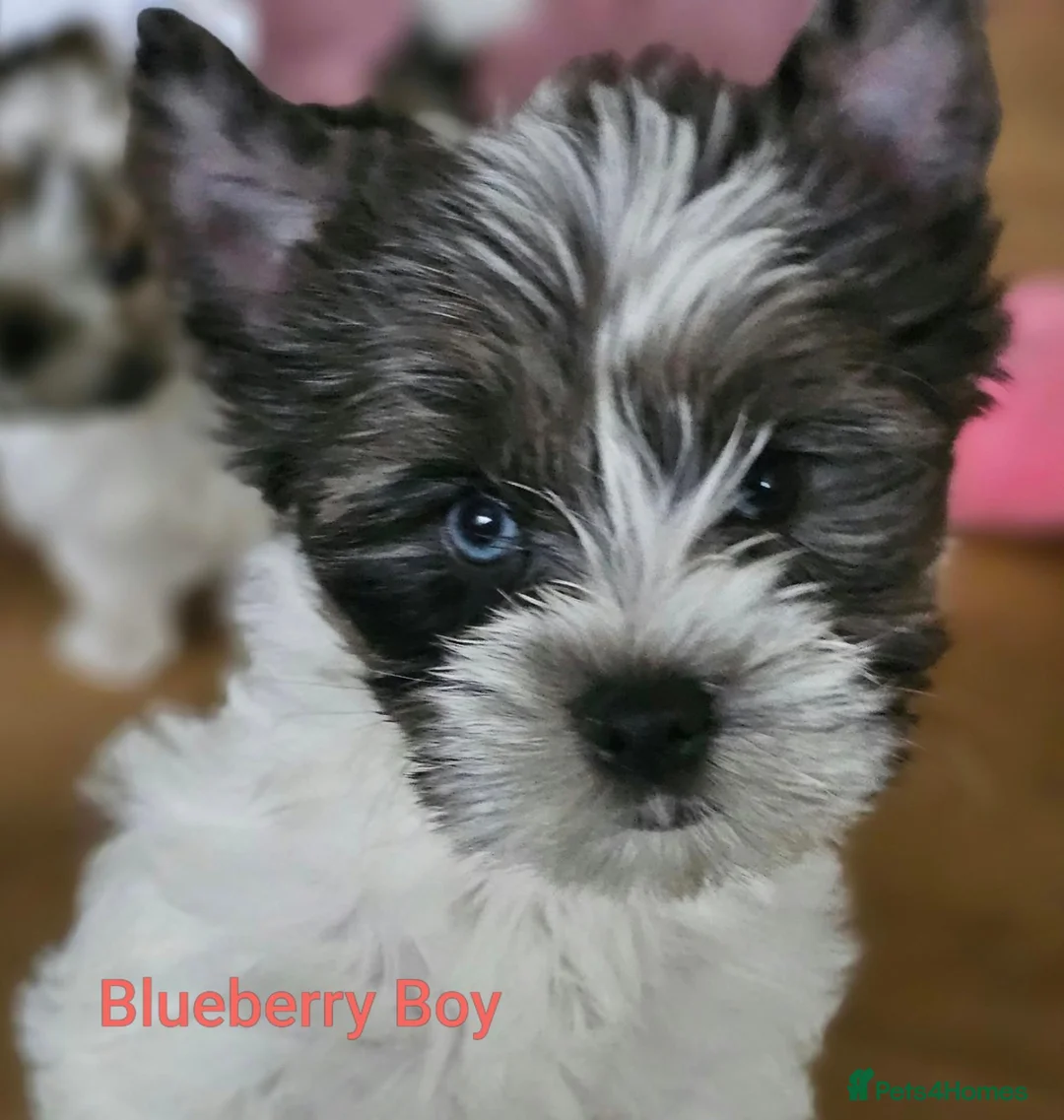 Yorkshire Terrier dogs for sale: Yorkshire terriers looking for their forever home  - Advert 2
