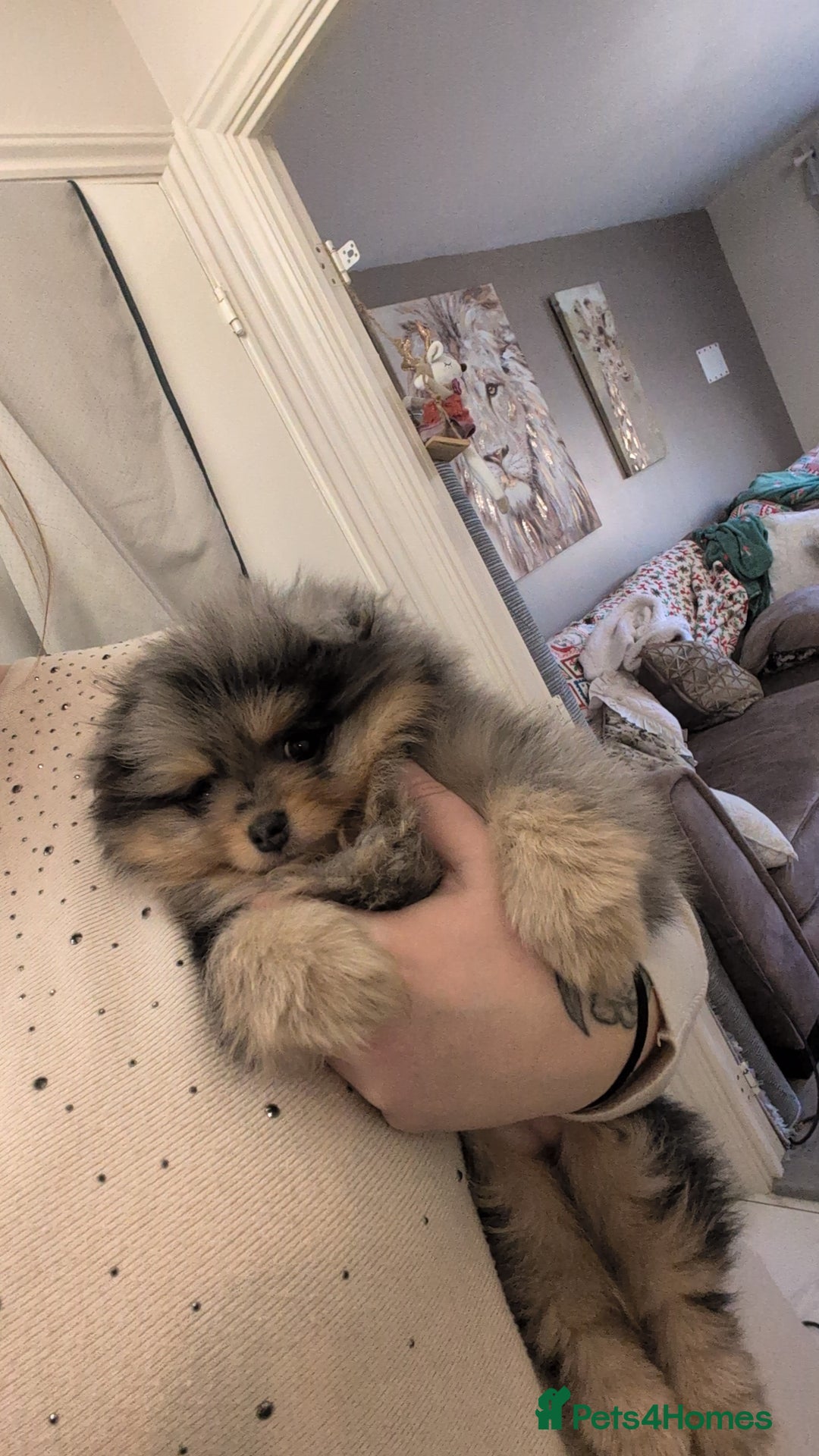 Pomeranian dogs for sale: Pomeranian girl puppy  - Advert 7