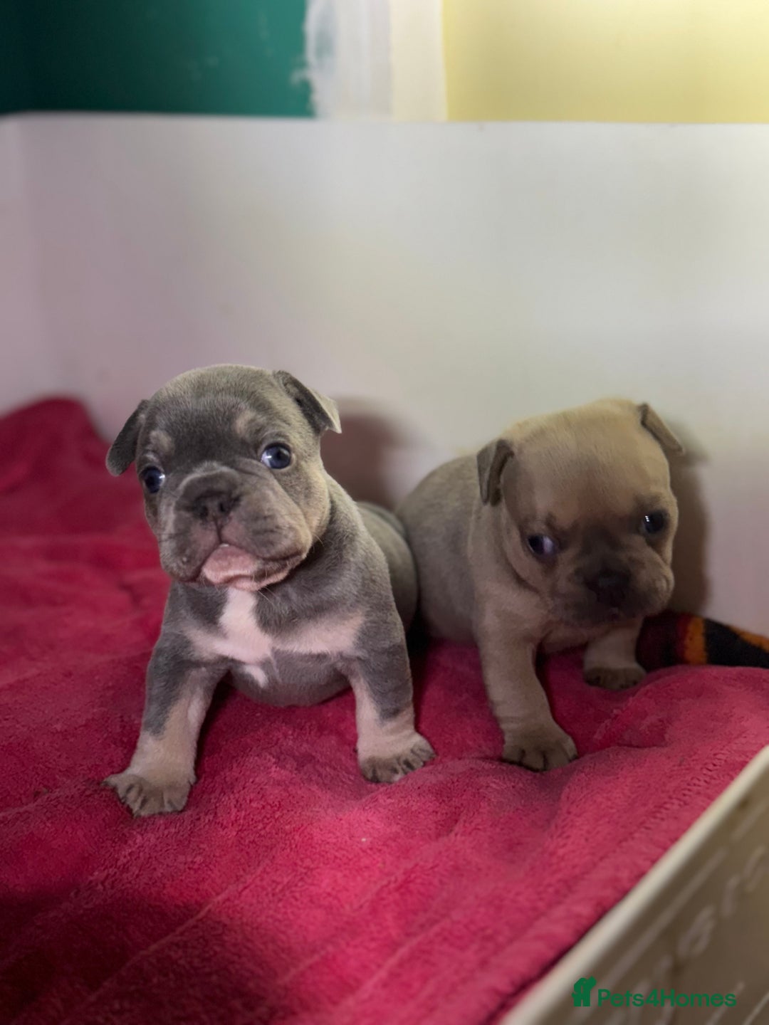 French Bulldog dogs for sale:  KC Registered French Bulldog Puppies - Advert 14