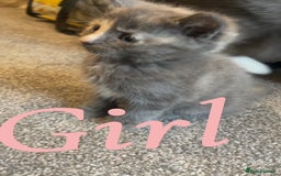 Ragdoll cats for sale: Calico kittens  - Image 6