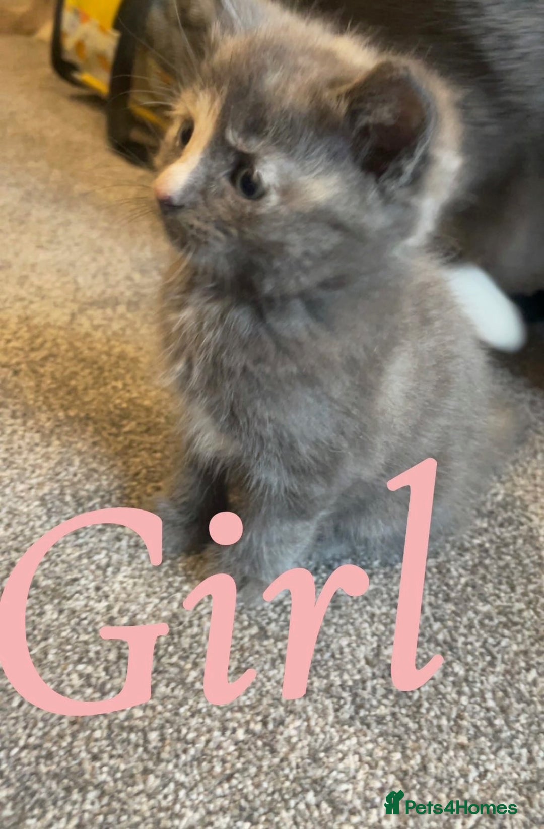 Ragdoll cats for sale: Calico kittens  - Image 6