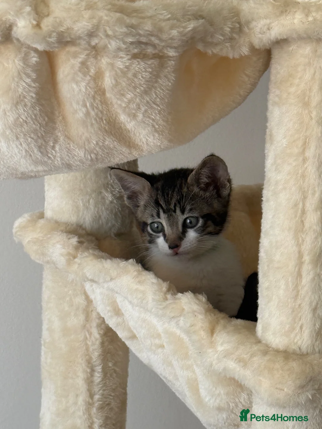 Savannah cats for sale: F4 Savannah x British Shorthair Kittens Available - Advert 2