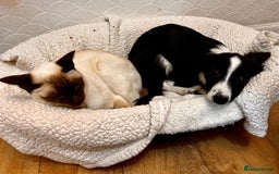 Mixed Breed dogs for adoption: Rosy 🌹 - Image 5