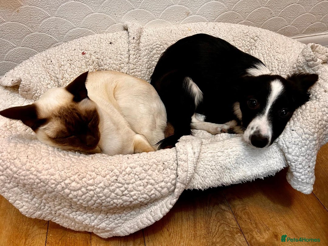 Mixed Breed dogs for adoption: Rosy 🌹 - Image 5