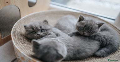 British Shorthair cats - Advert 3
