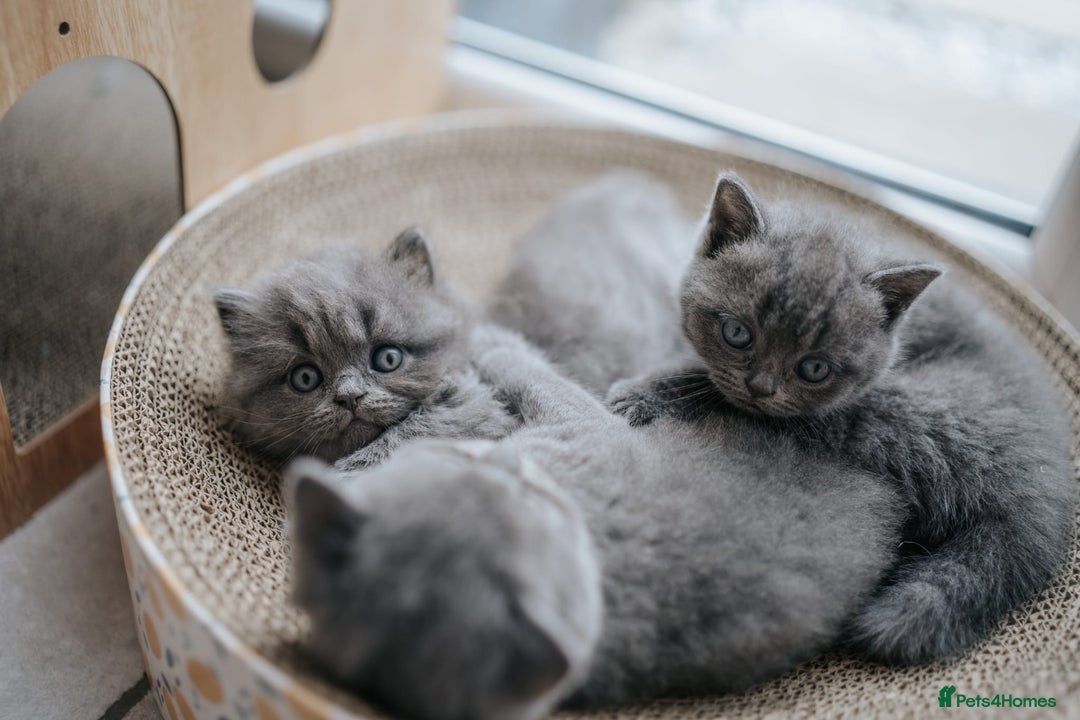 British Shorthair cats for sale: Pedigree British shorthair male - Image 4