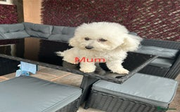 Bichon Frise dogs for sale: Bichon Frise Puppies  - Image 2