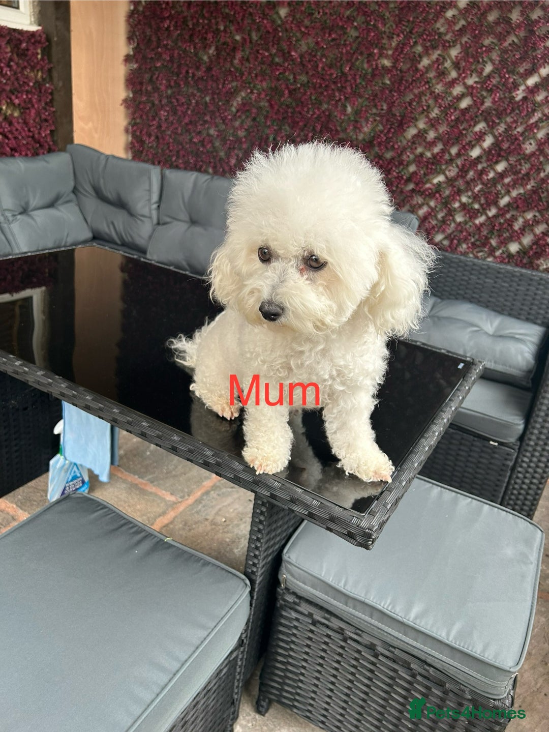 Bichon Frise dogs for sale: Bichon Frise Puppies  - Image 2