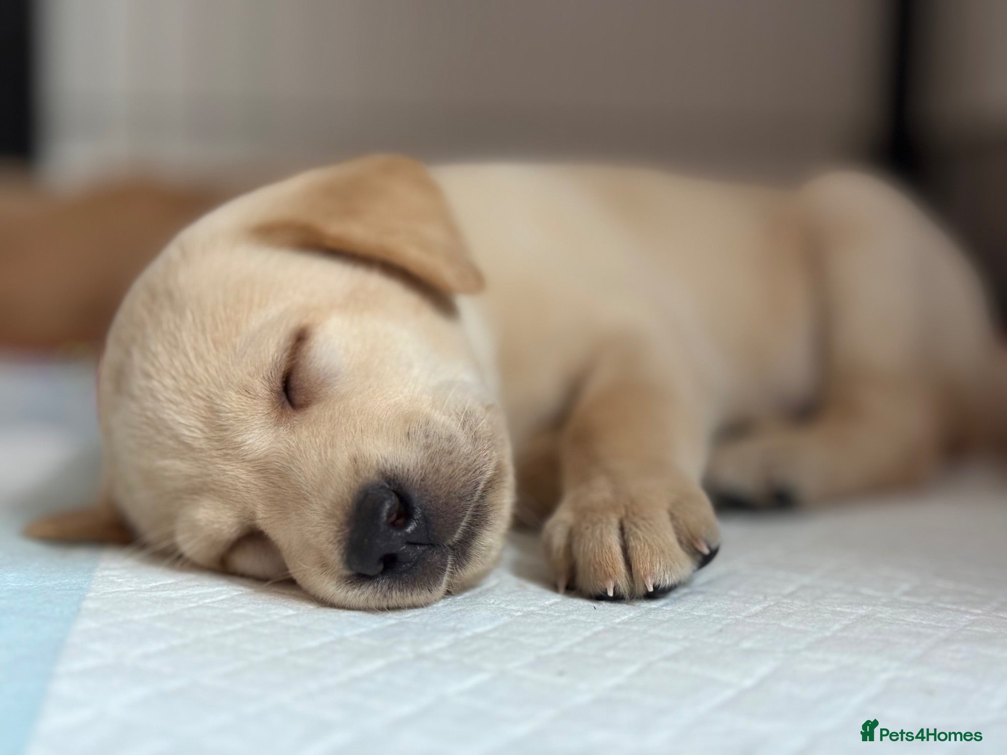 Labrador Retriever dogs Labrador Puppies - 4 Boys & 3 Girls 🐾 - Advert 2