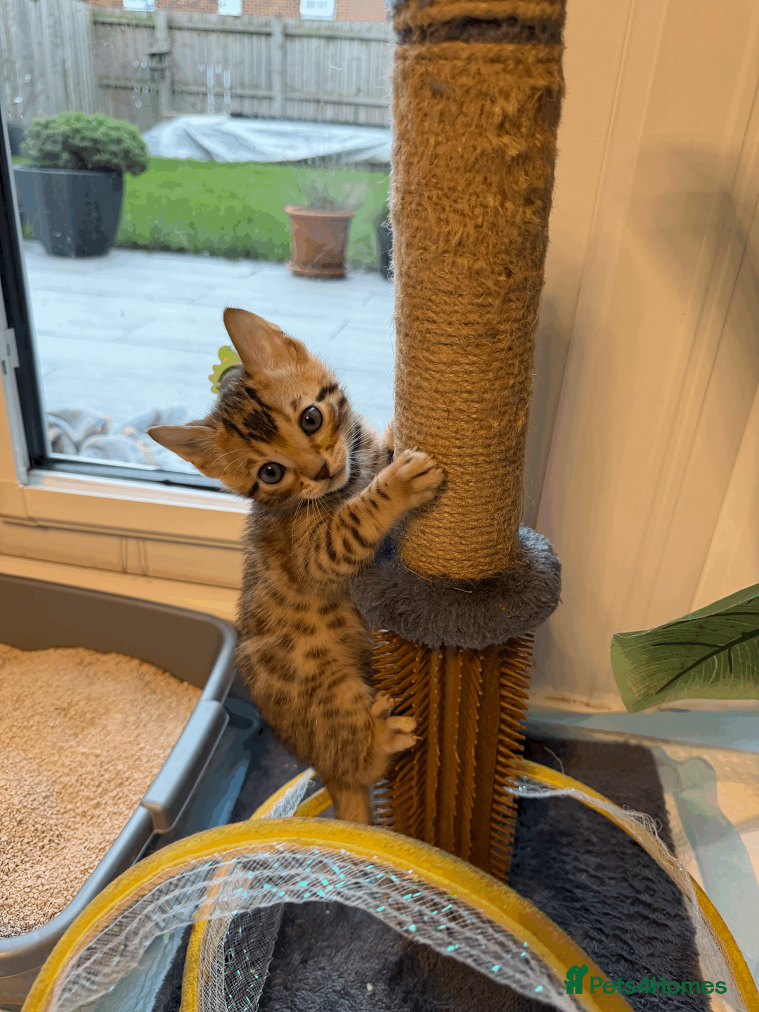 Bengal cats for sale: 🐾 Purebred Bengal Kittens for Sale 🐾 - Advert 10