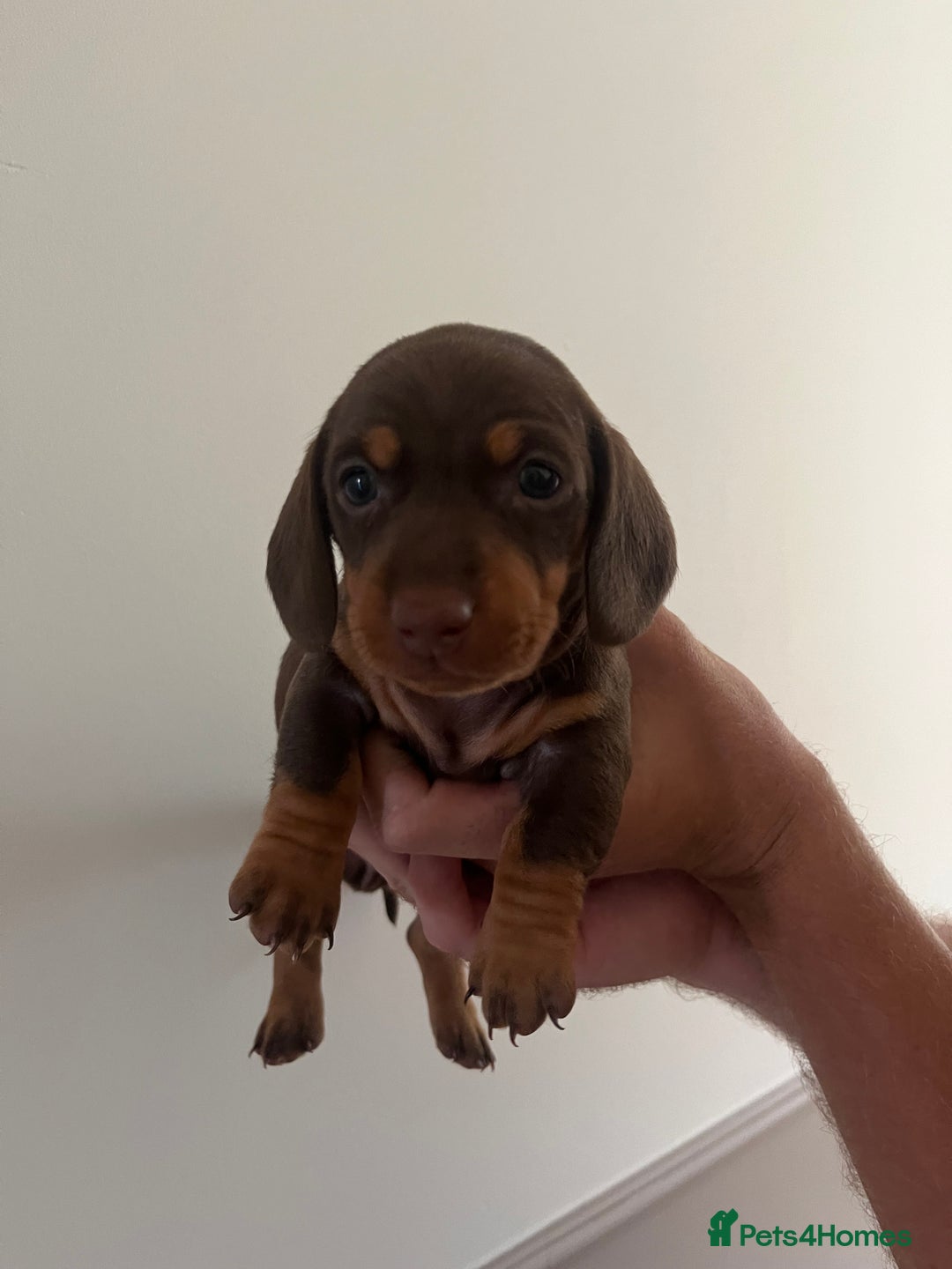 Miniature Dachshund dogs for sale: 2 beautiful miniature dachshunds  - Image 2