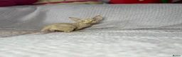 Sphynx cats for sale: Canadian bambino Sphynx kittens  - Advert 38
