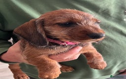 Miniature Dachshund dogs for sale: Beautiful Miniature Wirehaired Dachshunds - Image 3