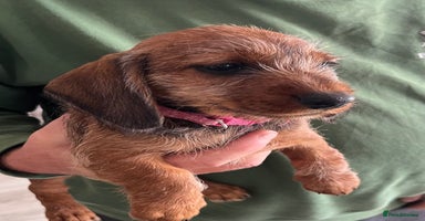 Miniature Dachshund dogs - Advert 15