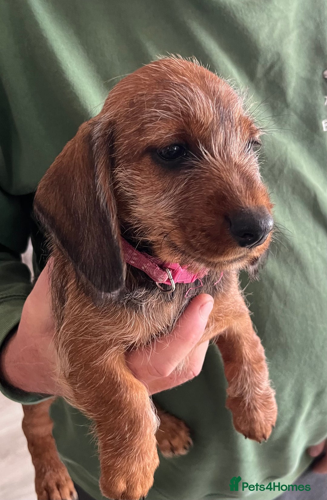 Miniature Dachshund dogs for sale: Beautiful Miniature Wirehaired Dachshunds - Image 3