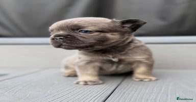 French Bulldog dogs - Advert 5