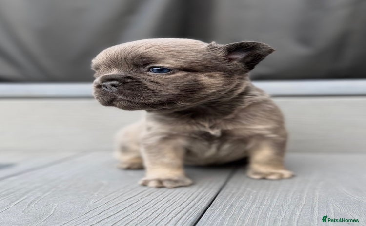 French Bulldog dogs - Advert 8