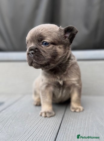 French Bulldog dogs - Advert 8