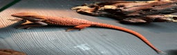 Bearded Dragon reptiles for sale: WOLFGANG x Humbug  - Advert 6