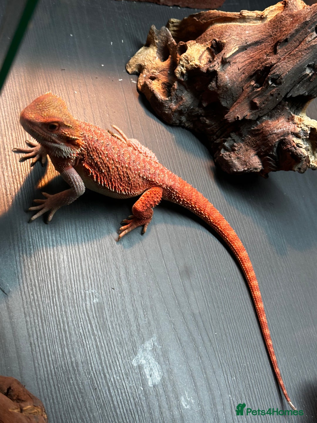 Bearded Dragon reptiles for sale: WOLFGANG x Humbug  - Advert 6