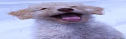 Labradoodle dogs for sale: A Better Start Fully Vaccinated Manners HomeRaised - Advert 23