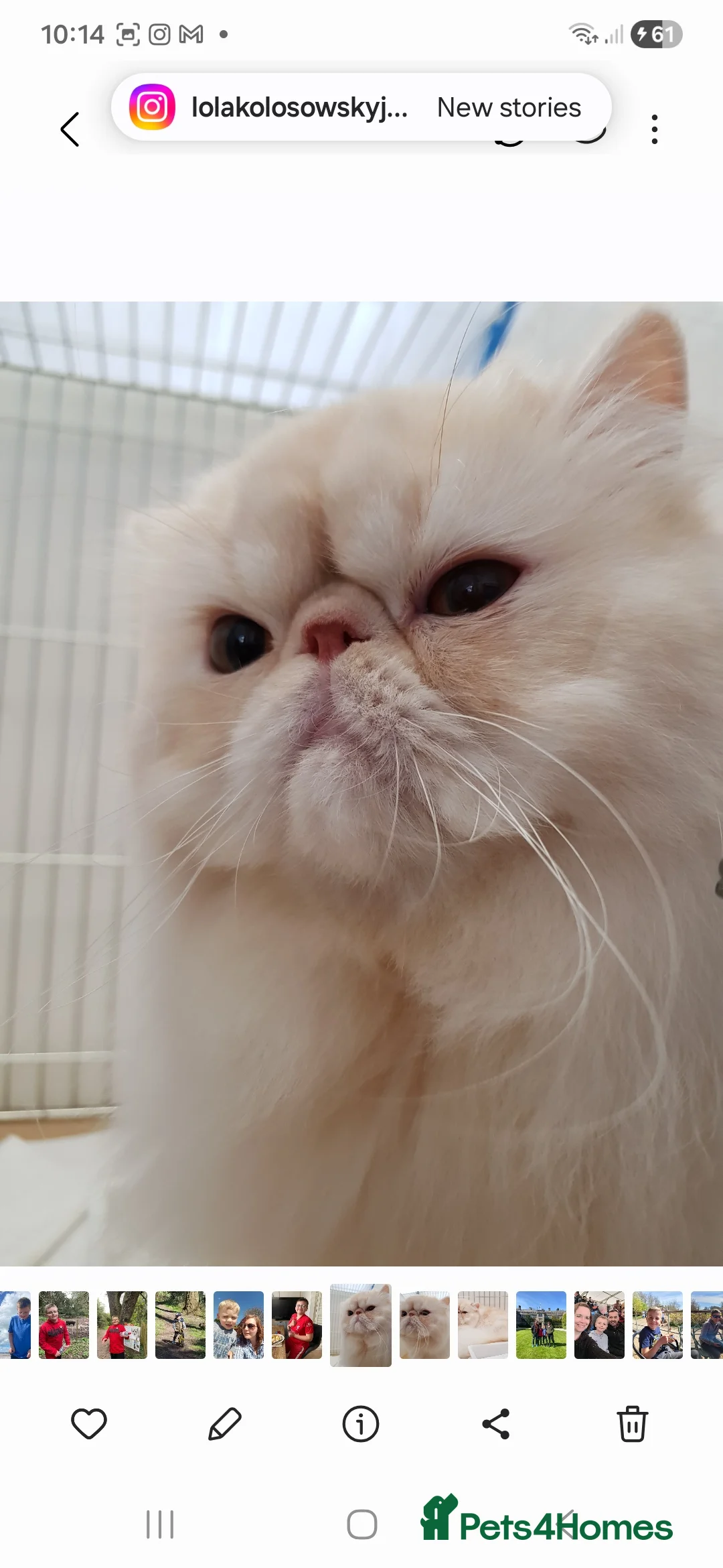Persian cats for sale: Grand champion cameo male persian - Advert 2