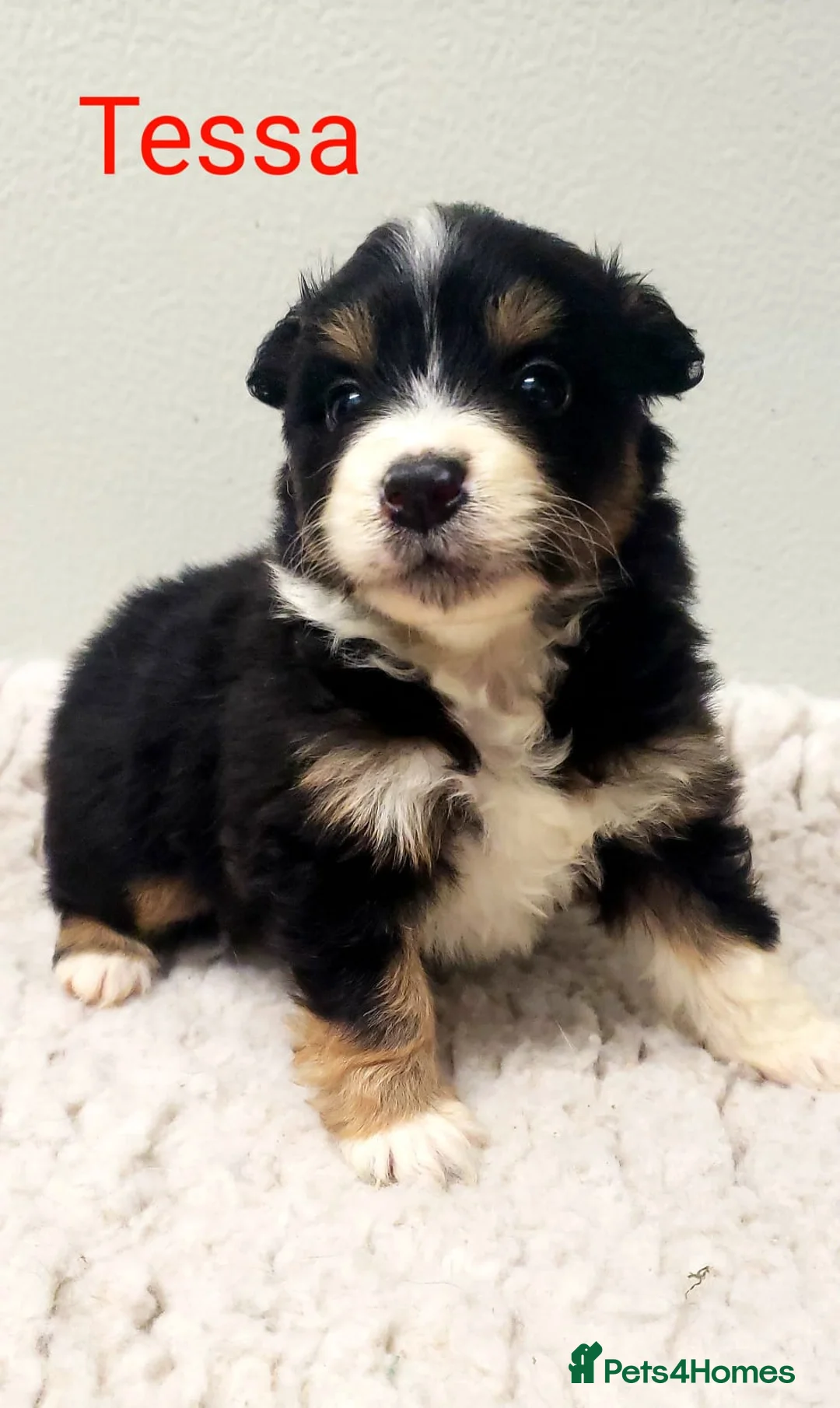 Australian Shepherd dogs for sale: Australian Shepherd Pups Available Mid May - Advert 1