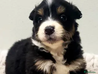 Australian Shepherd dogs Australian Shepherd Pups Available Mid May - Advert 1