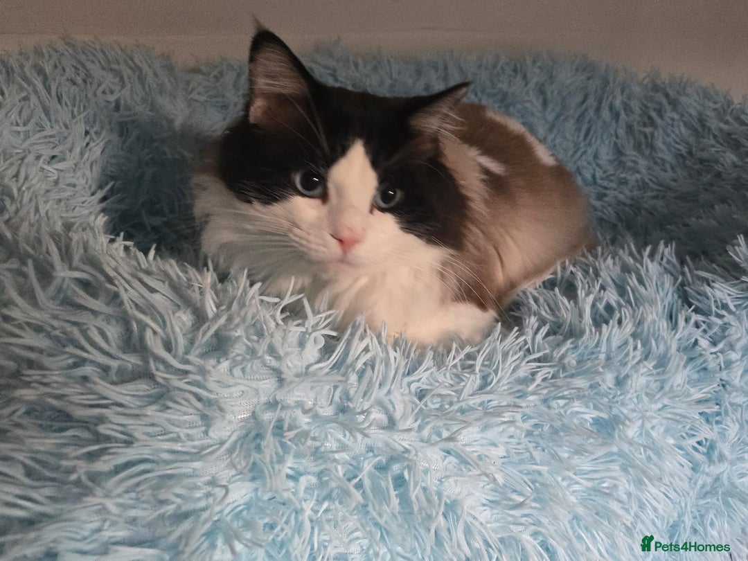 Ragdoll cats for sale: Seal bicolour boy, Active on GCCF/TICA - Advert 2