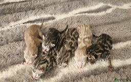 Bengal cats for stud: Proven Charcoal boy in Andover - Image 9