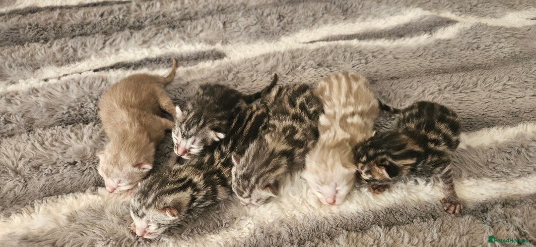 Bengal cats for stud: Proven Charcoal boy in Andover - Image 9
