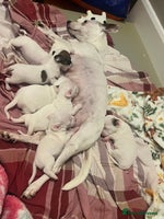 Jack Russell dogs Stunning Miniature Jack Russell Puppies!!! - Advert 4