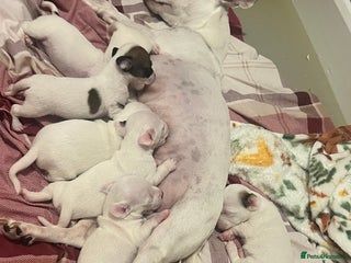 Jack Russell dogs Stunning Miniature Jack Russell Puppies!!! - Advert 1