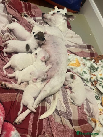 Jack Russell dogs Stunning Miniature Jack Russell Puppies!!! - Advert 1