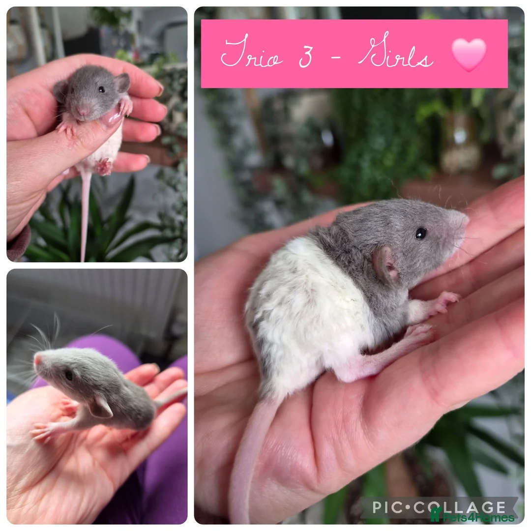 Rat rodents for sale: Beautiful Litter Of Dumbo Ratties ♡ - Advert 2