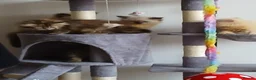 Siberian cats for sale: Pure Siberian kittens for sale - Advert 13