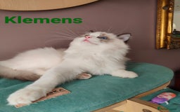 Ragdoll cats for sale:  READY NOW GCCF  REG. EUROPEAN  LINE BOYS   - Image 9