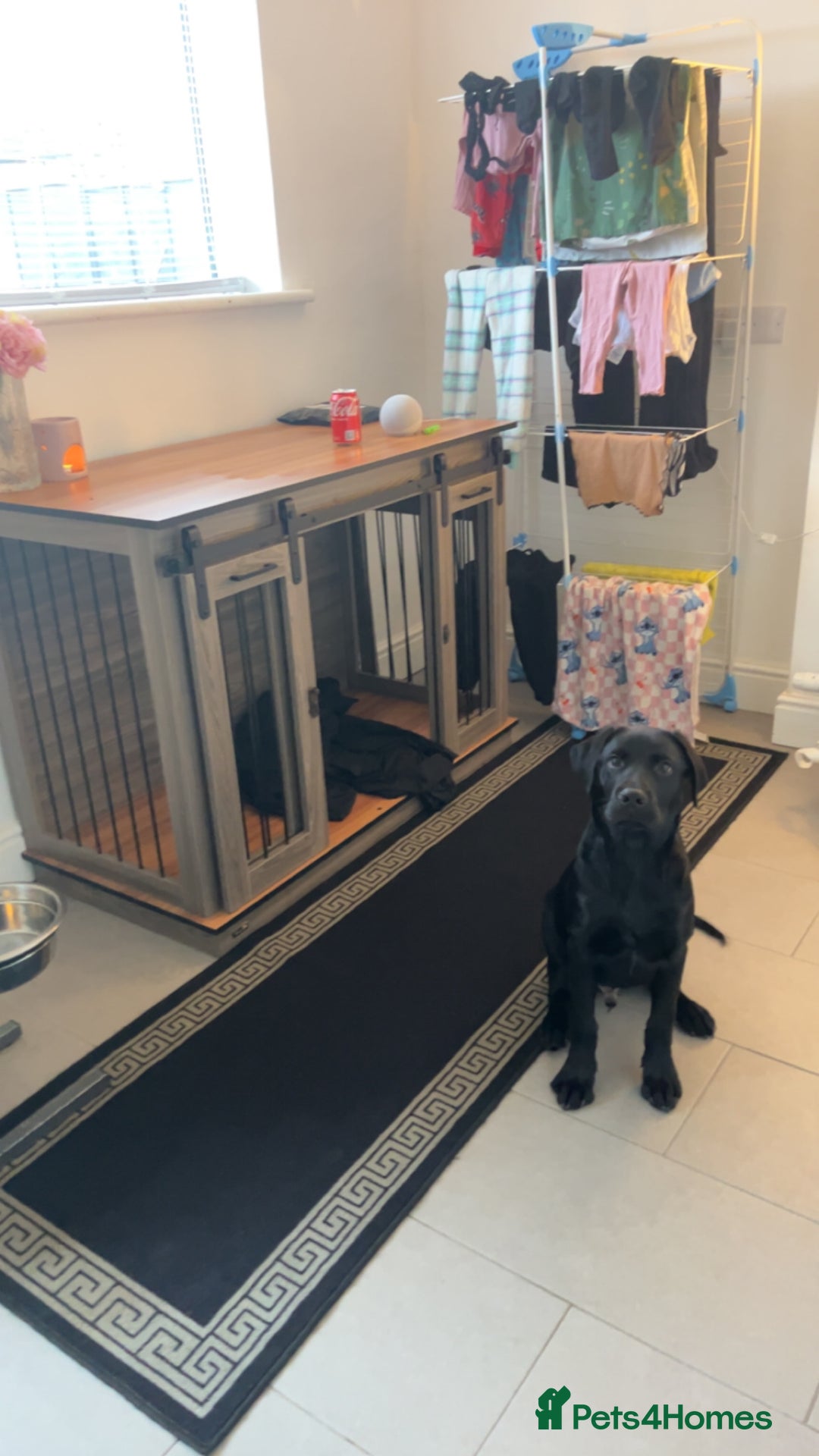 Labrador Retriever dogs for sale: 20 weeks old black lab boy - Advert 2