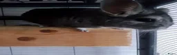 Chinchilla rodents for sale: Bonded chinchilla pair (Angora & Standard Grey) in Northampton - Advert 2