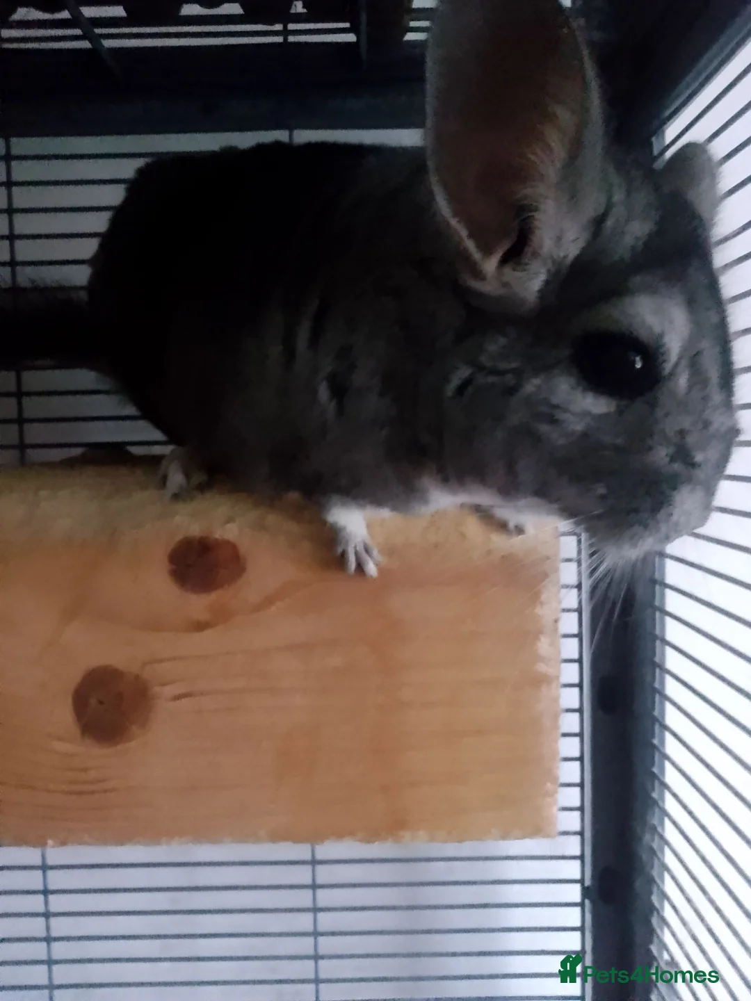 Chinchilla rodents for sale: Bonded chinchilla pair (Angora & Standard Grey) in Northampton - Advert 2