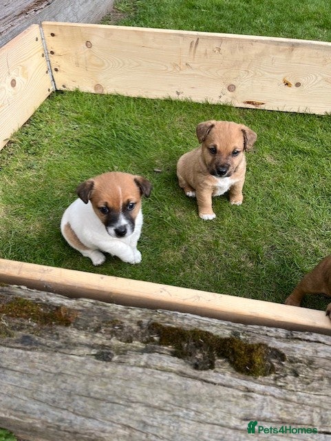 Mixed Breed dogs Norjack! - Advert 1