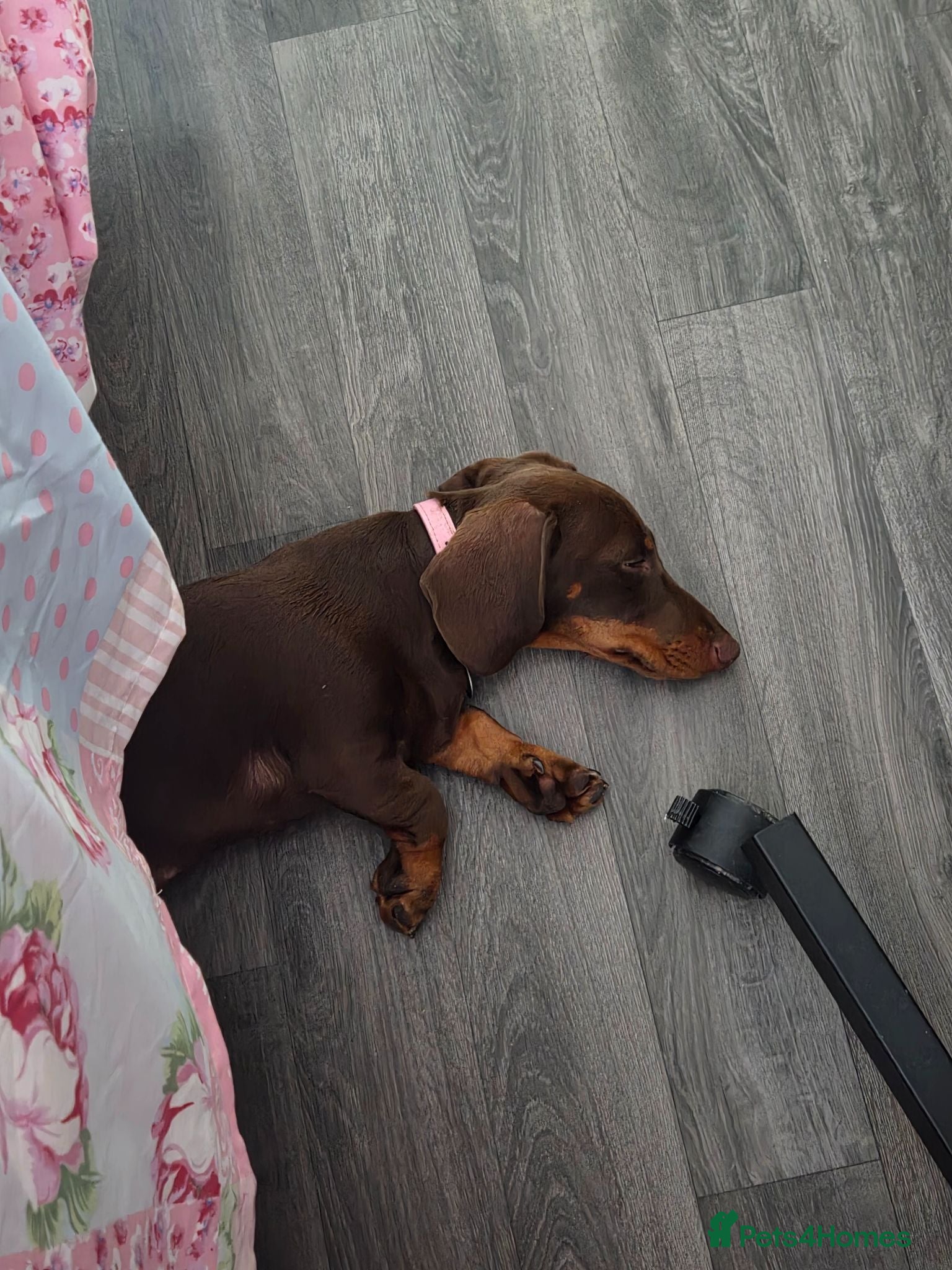 Miniature Dachshund dogs Miniature Dachshund, female, Chocolate and Tan  - Advert 2