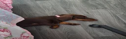 Miniature Dachshund dogs for sale: Miniature Dachshund, female, Chocolate and Tan  in Gloucester - Advert 1