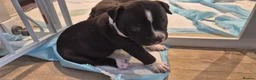 Mixed Breed dogs for sale: Beautiful Staffy x pups - friendly and healthy - Advert 18