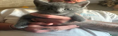 Male Grey Shorthair 