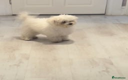 Maltese dogs for sale: Beautiful Maltese x Bichon frise girl 3 months old - Image 2