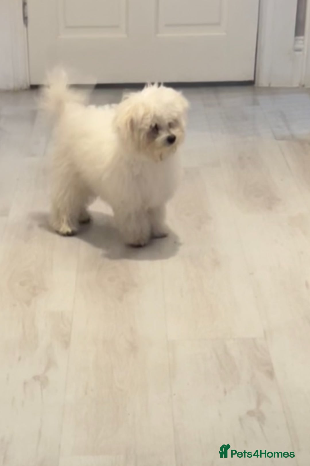 Maltese dogs for sale: Beautiful Maltese x Bichon frise girl 3 months old - Image 2